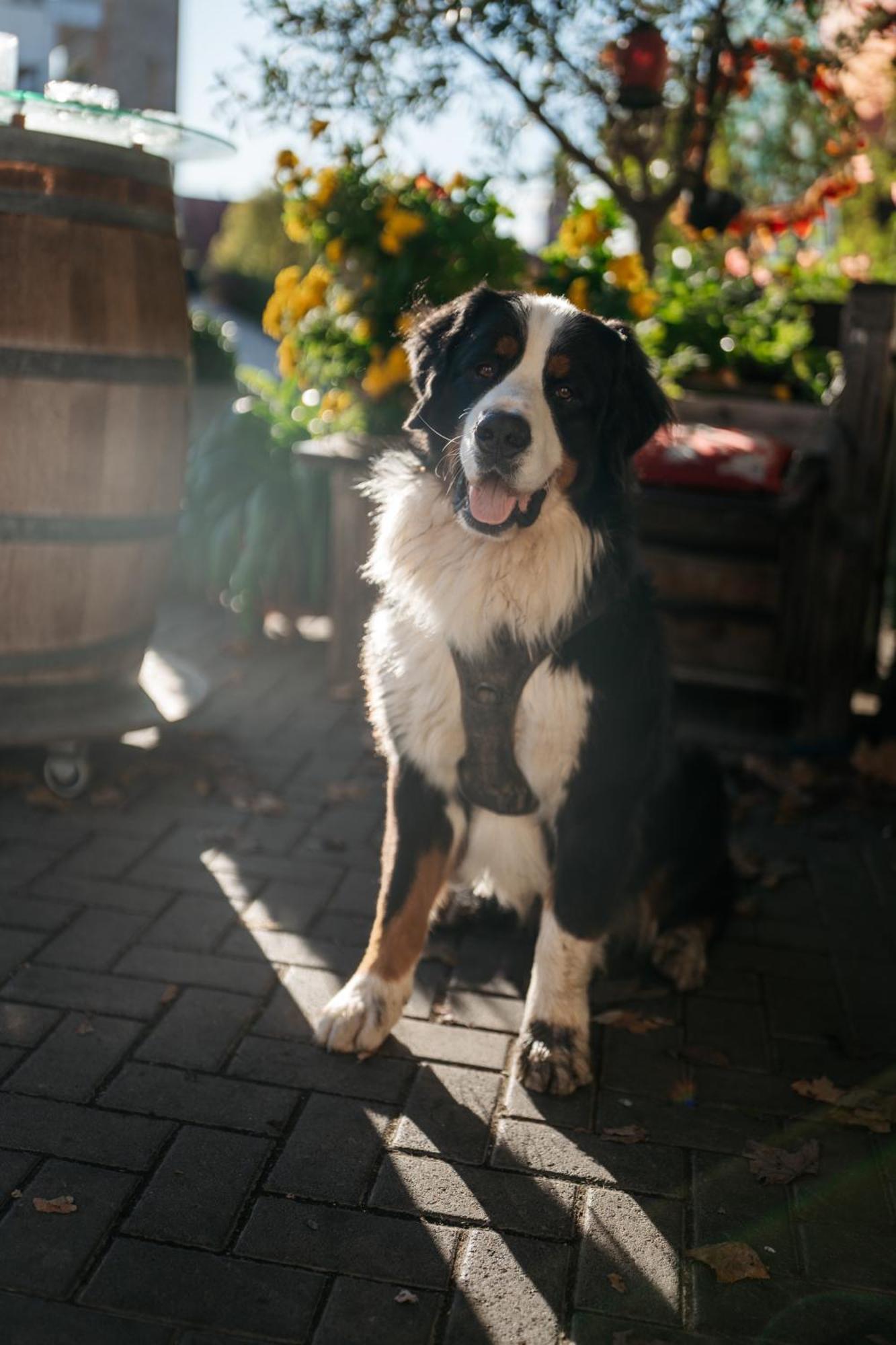 Weingut Leininger Ferienwohnungen Eibelstadt Luaran gambar